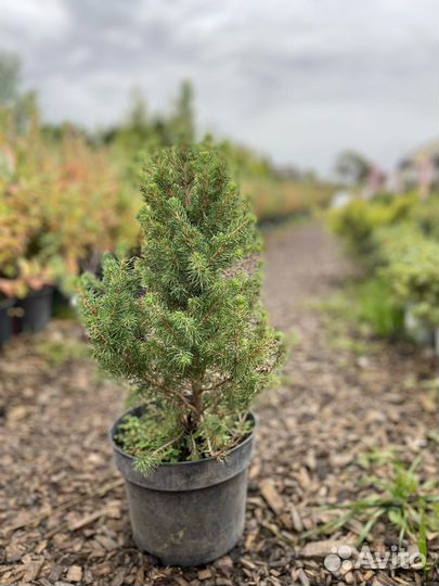 Ель канадская коника