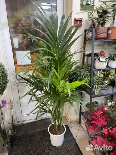 Пальма ховея 150/170см