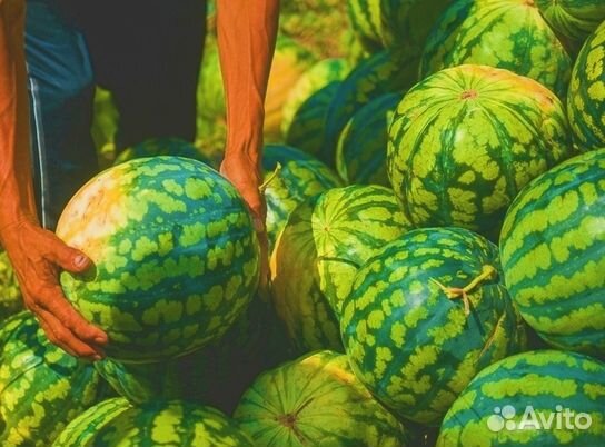 Арбузы Оптом