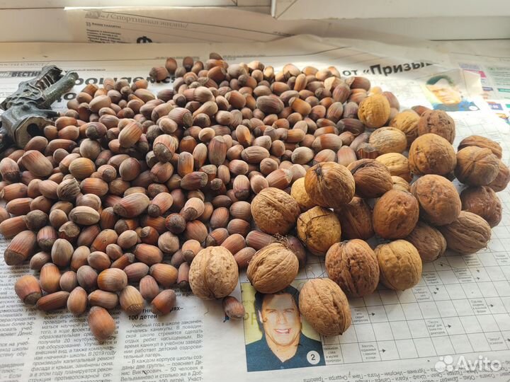 Орех краснолистный (фундук)