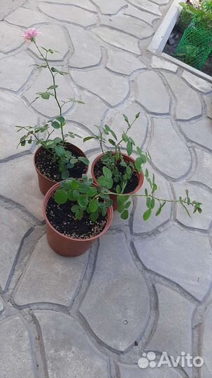 Роза Помпонелла