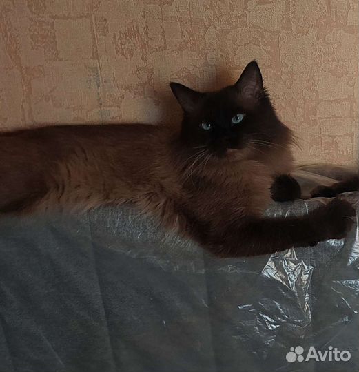 Невский маскарадный