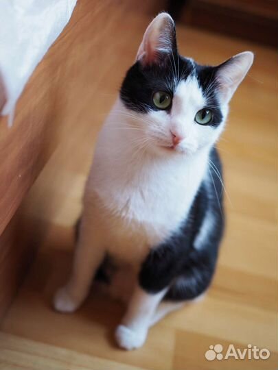 Миниатюрная, молодая, ласковая кошка в дар