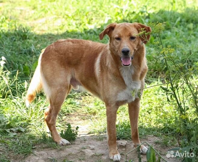 Рыжик Чак ищет дом в добрые руки