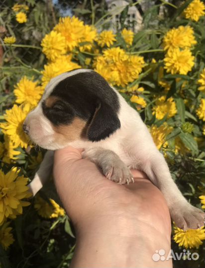 Эстонская гончая щенки