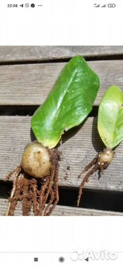 Замиокулькас или долларовое дерево