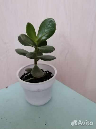 Толстянка или денежное дерево