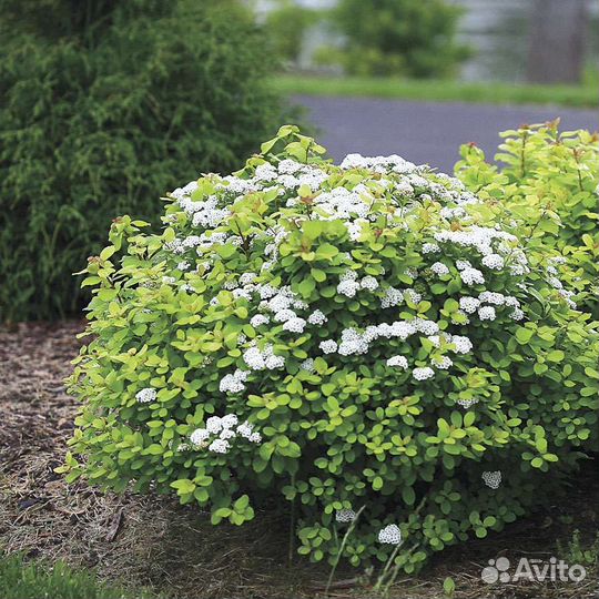 Спирея березолистная