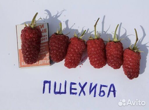 Саженцы малины Пшехиба