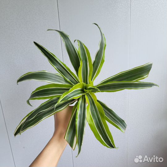 Драцена 2 сорта