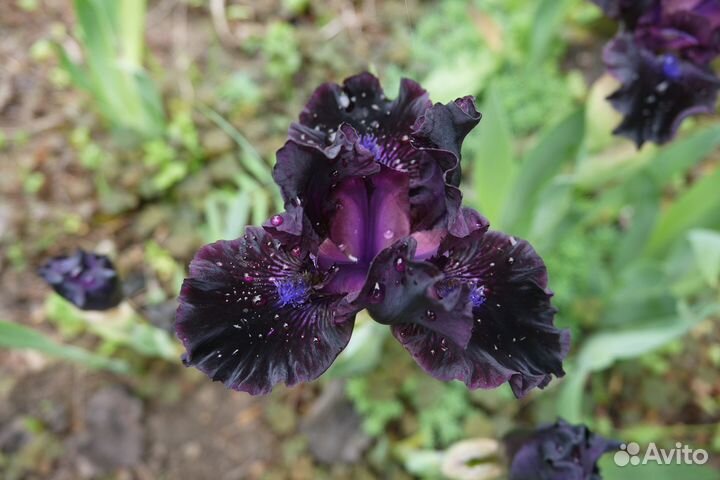 Карликовые сортовые ирисы, много сортов