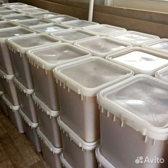 Мёд дягиль, свежий Оптом