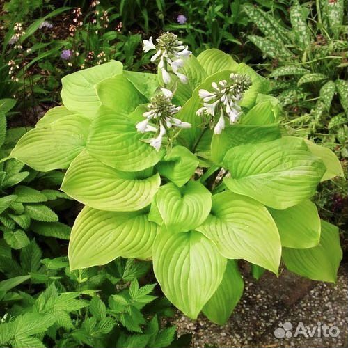 Хосты жёлтые