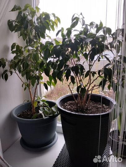 Фикус бенджамина большой