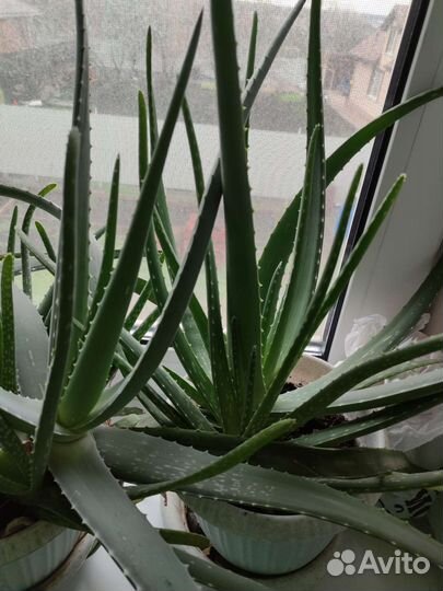 Комнатные цветы алоэ