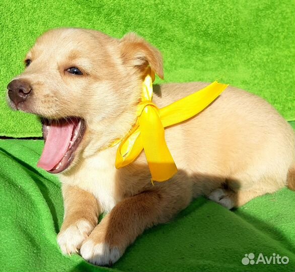 Маленький щенок