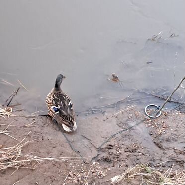 Подсадные утки для охоты