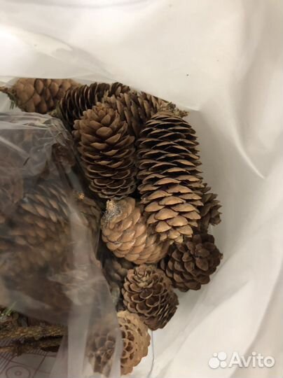 Шишки еловые