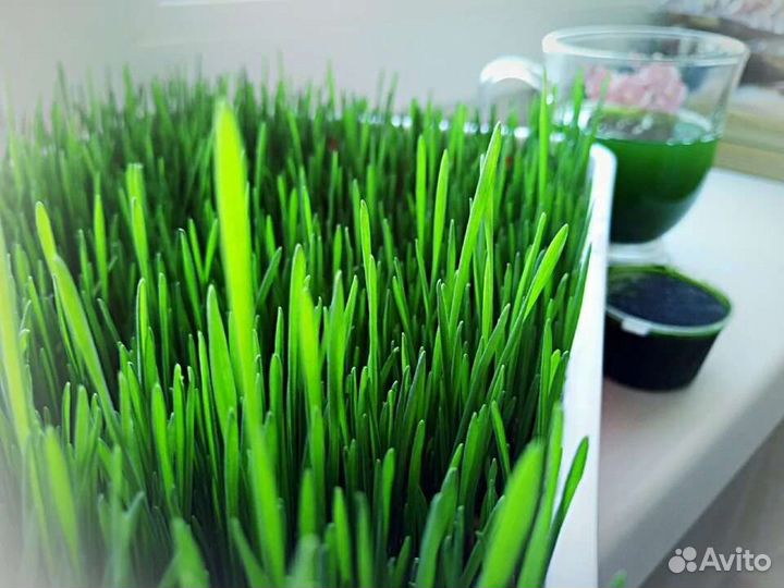 Витграсс натуральные витамины