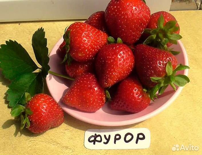 Клубника Вивара, Мальга, Мурано, Фурор и др