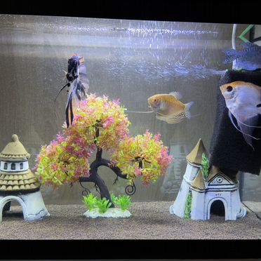 Аквариум с рыбками или без