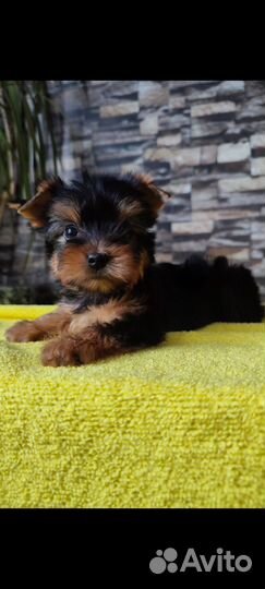 Мальчишка мини