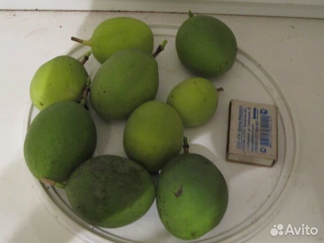 Семена пассифлоры телесноцветной продаю