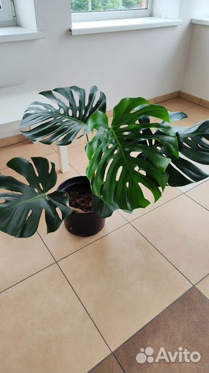 Монстера Банановая пальма