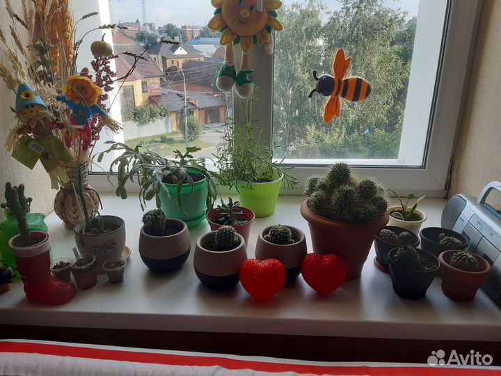 Флорариум суккуленты