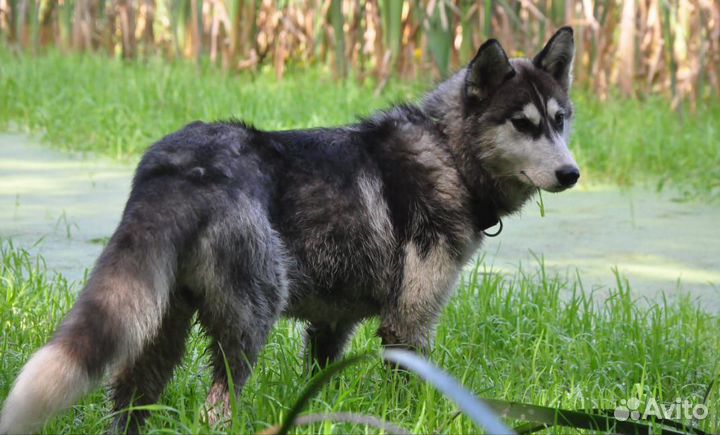Хаски в добрые руки