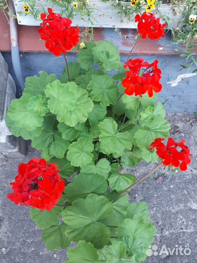 Пеларгония герань