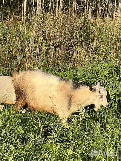 Козы и козлята