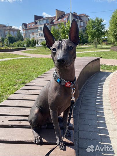 Вязка собак