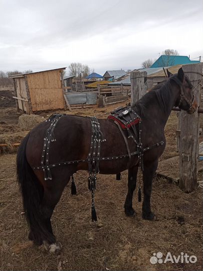 Сбруя для лошади, седелка