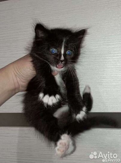 Котенок девочка пушистая