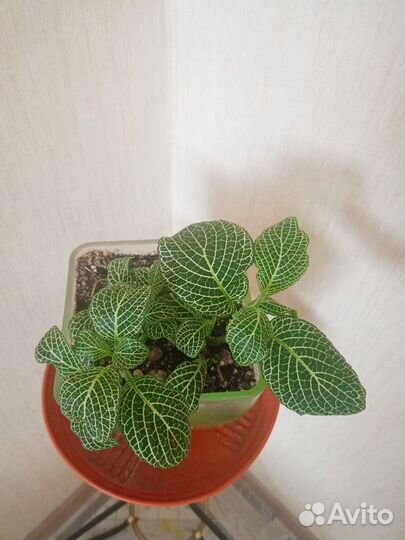 Комнатные цветы