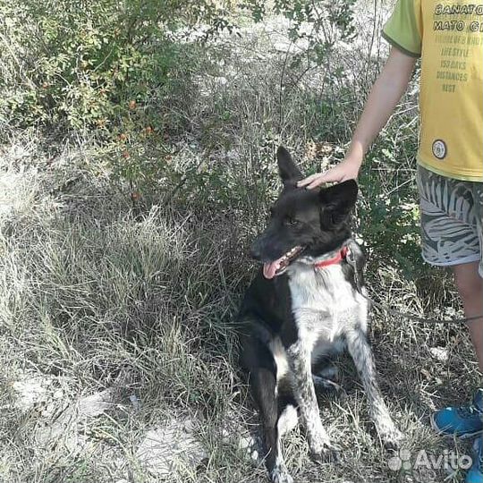 Собака в добрые руки