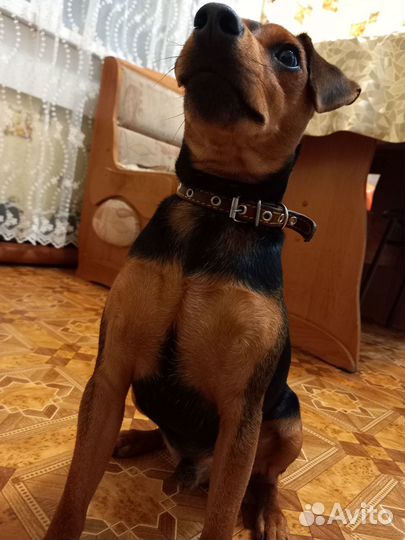 Цвергпинчер