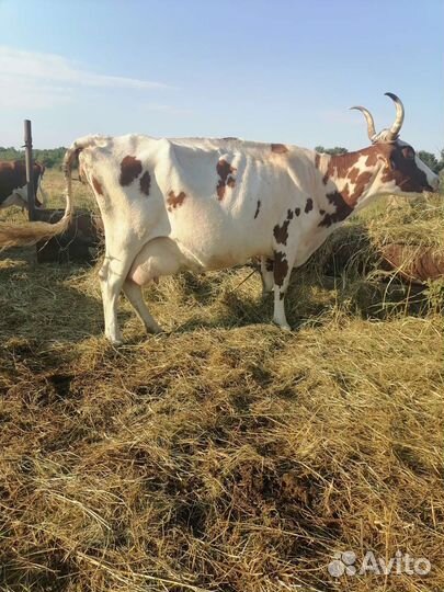 Коровы Айширской породы