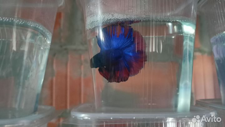 Рыбка петушок