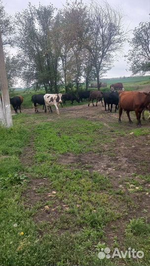 Коровы дойные молочные