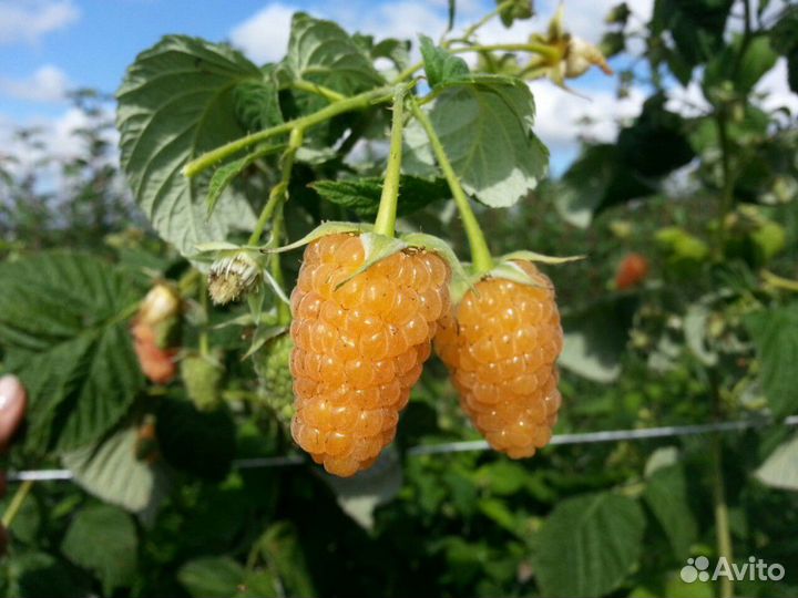 Малина ремонтантная