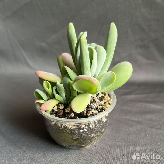 Суккуленты