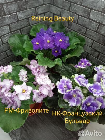 Фиалки сортовые