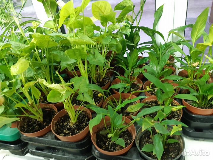 Горшочные цветы