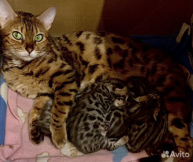 Бенгальские котята