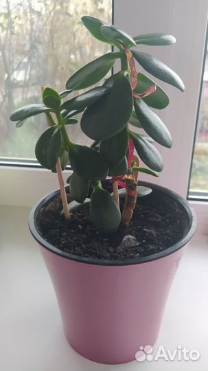 Цветок толстянка/Денежное дерево