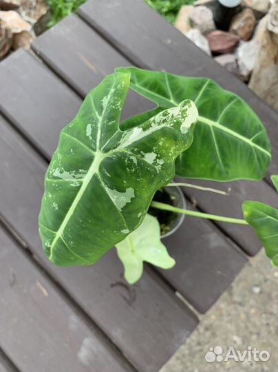 Алоказия Micholitziana var.(Мишольца) или Frydek v