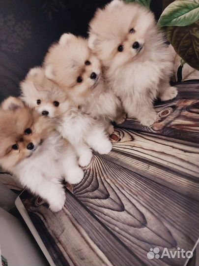 Померанский шпиц медвежьего типа