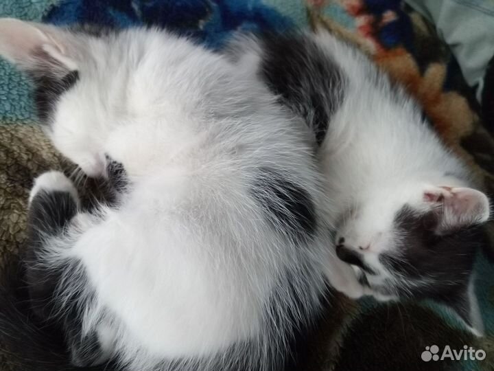 Котята мышеловы